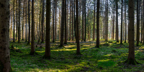 Forest at dusk